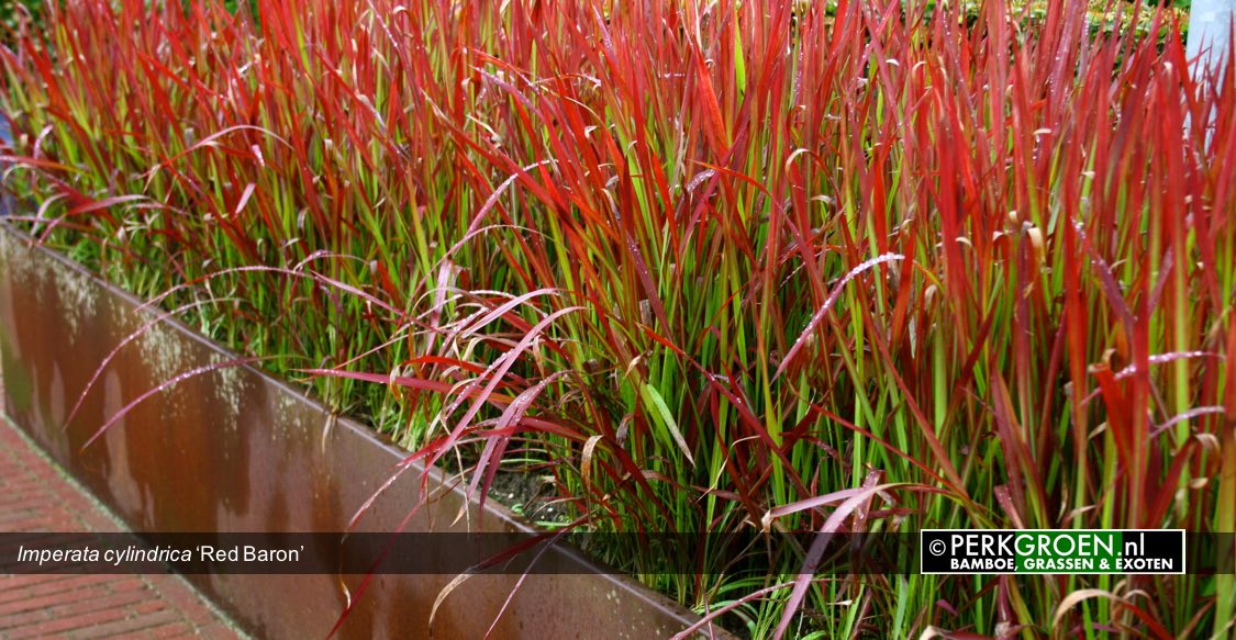 Imperata cylindrica Red Baron